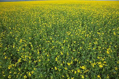 传PS6有两款机种 其中一个能让人“买得起”