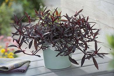 国产武侠ARPG《紫塞秋风》新修版Demo已于Steam商店搜索列表显示